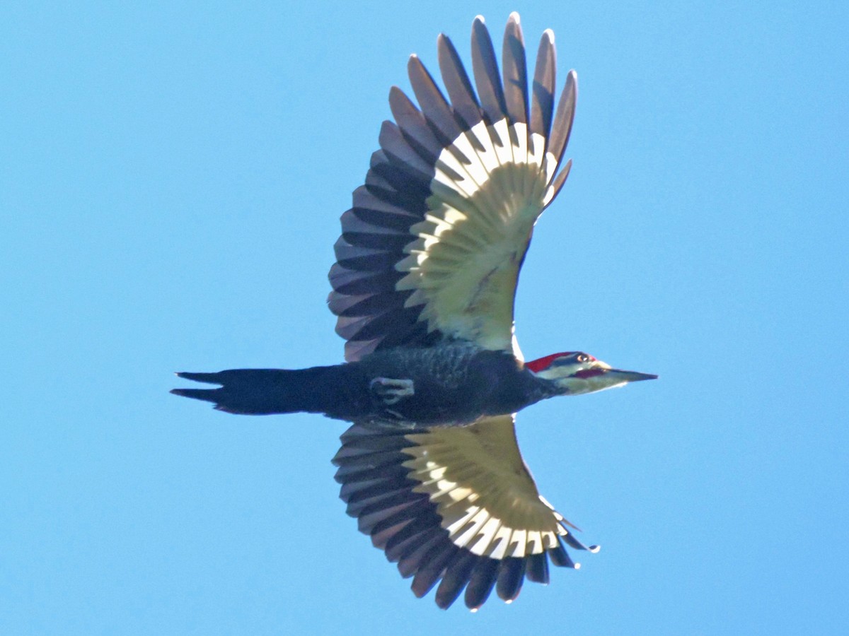 Жовна північна - ML646023414