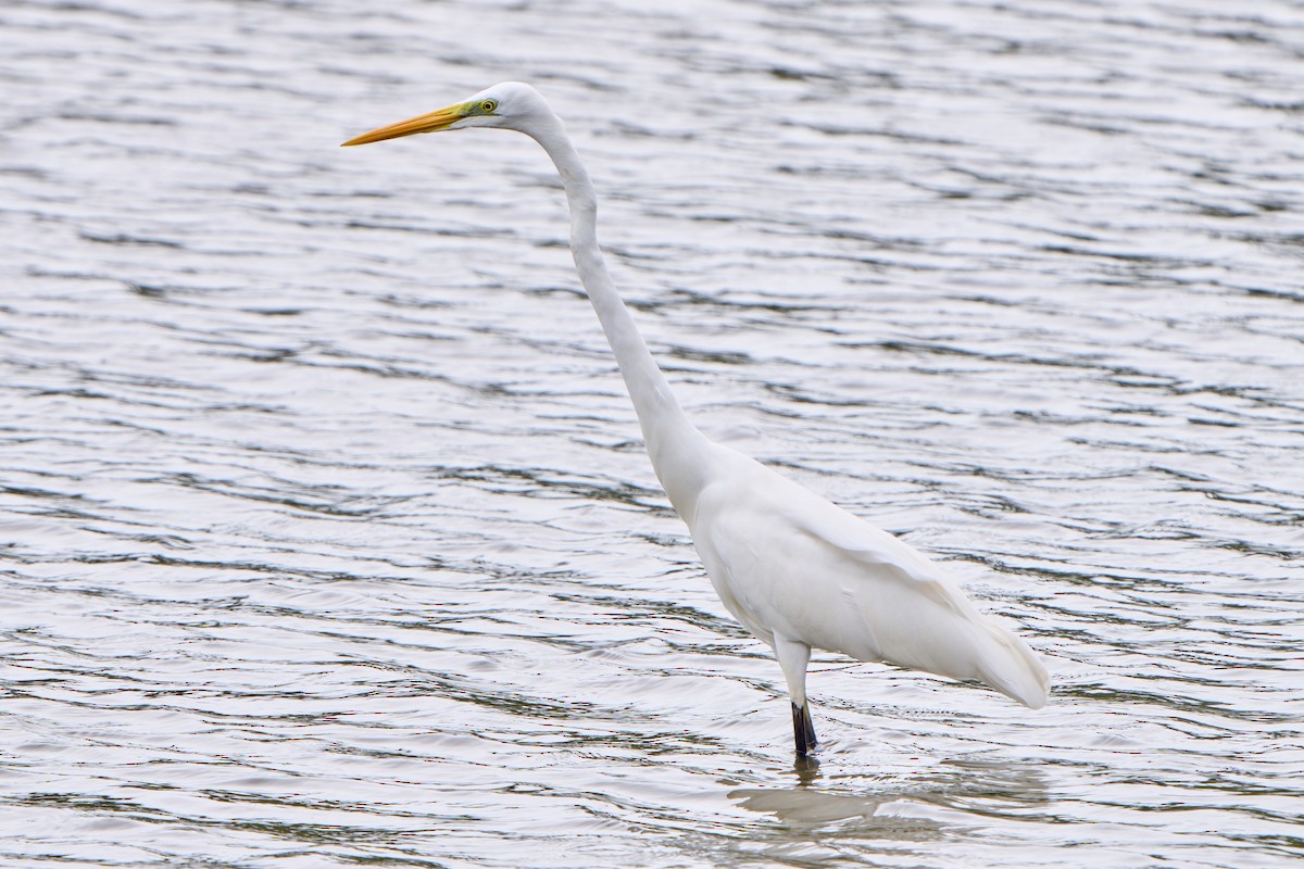 Garceta Grande - ML646023415