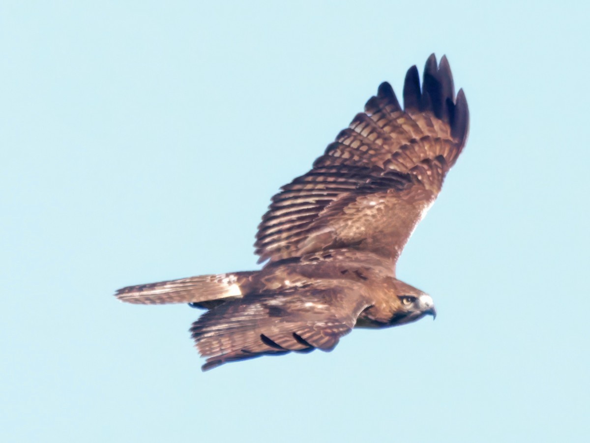 káně rudochvostá - ML646023424