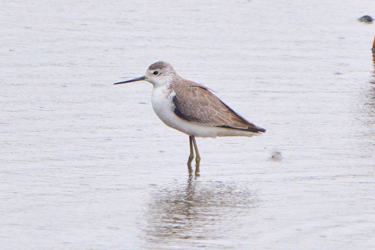 vodouš štíhlý - ML646023426