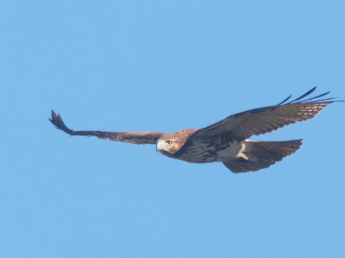 káně rudochvostá - ML646023427