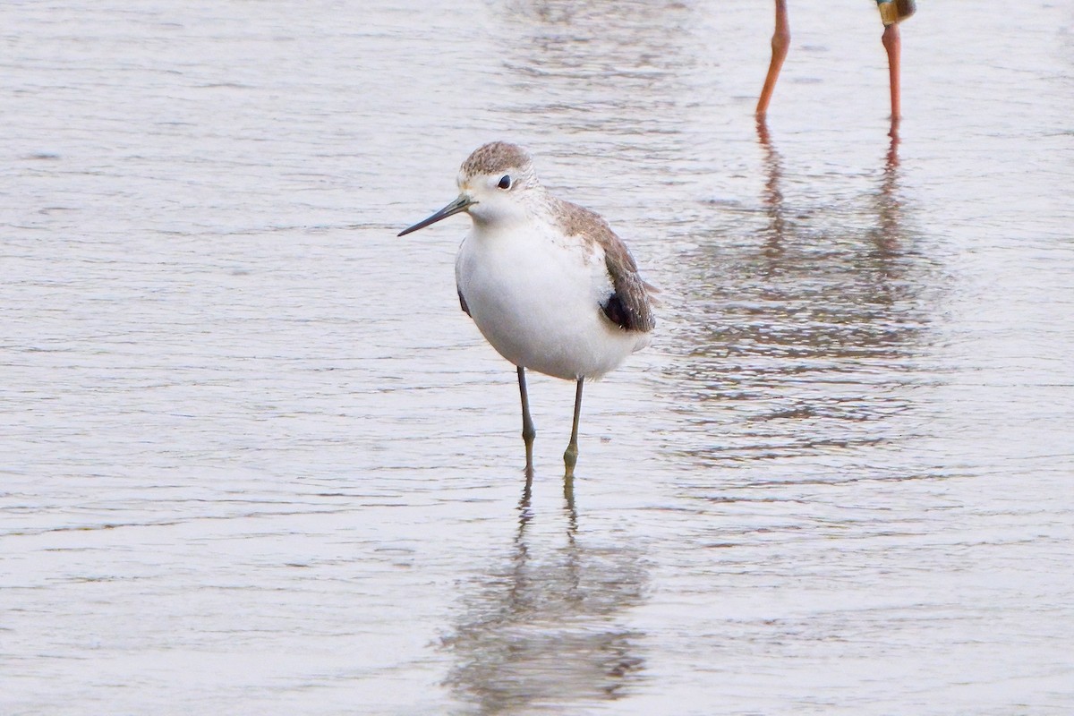 vodouš štíhlý - ML646023428