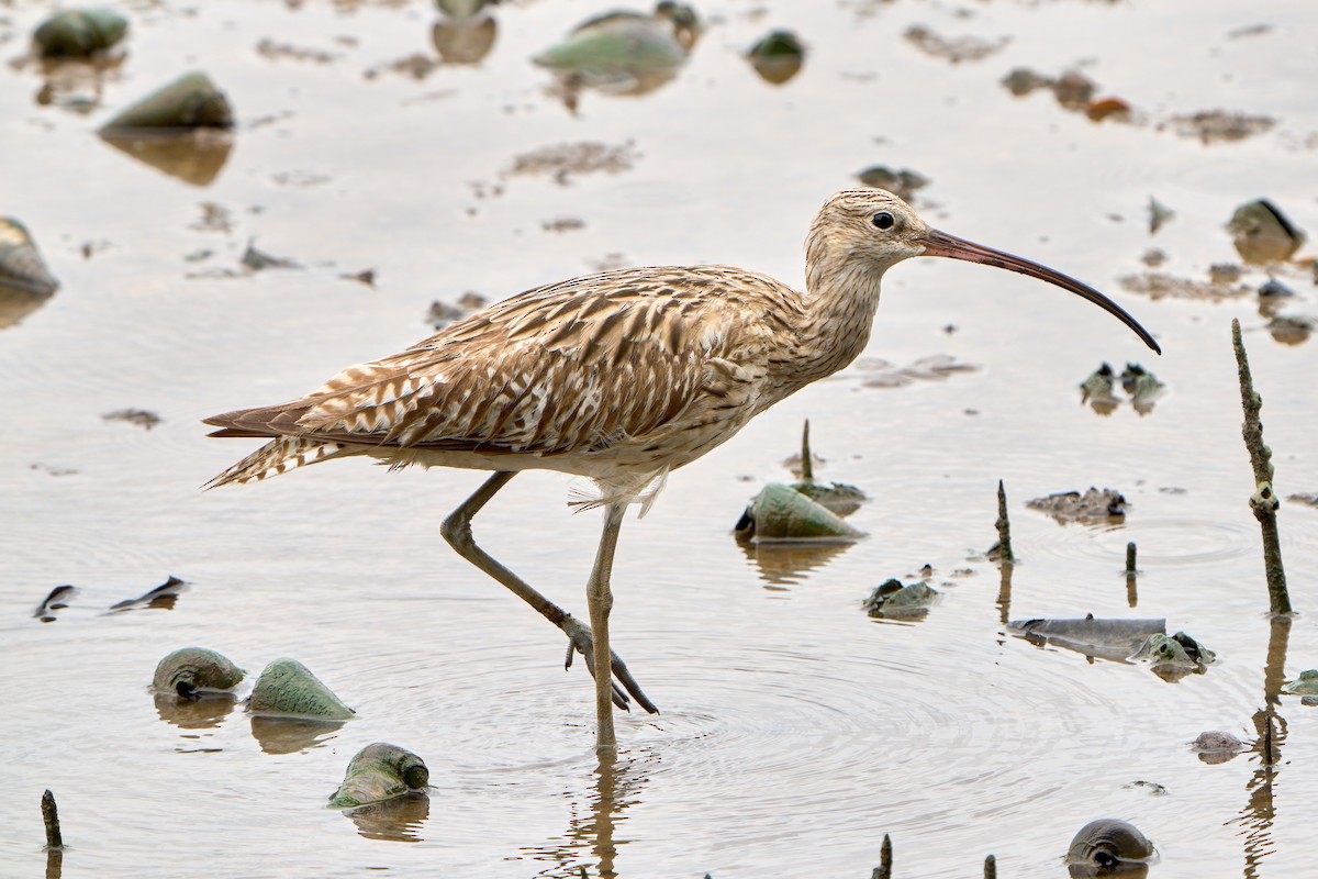 storspove - ML646023434