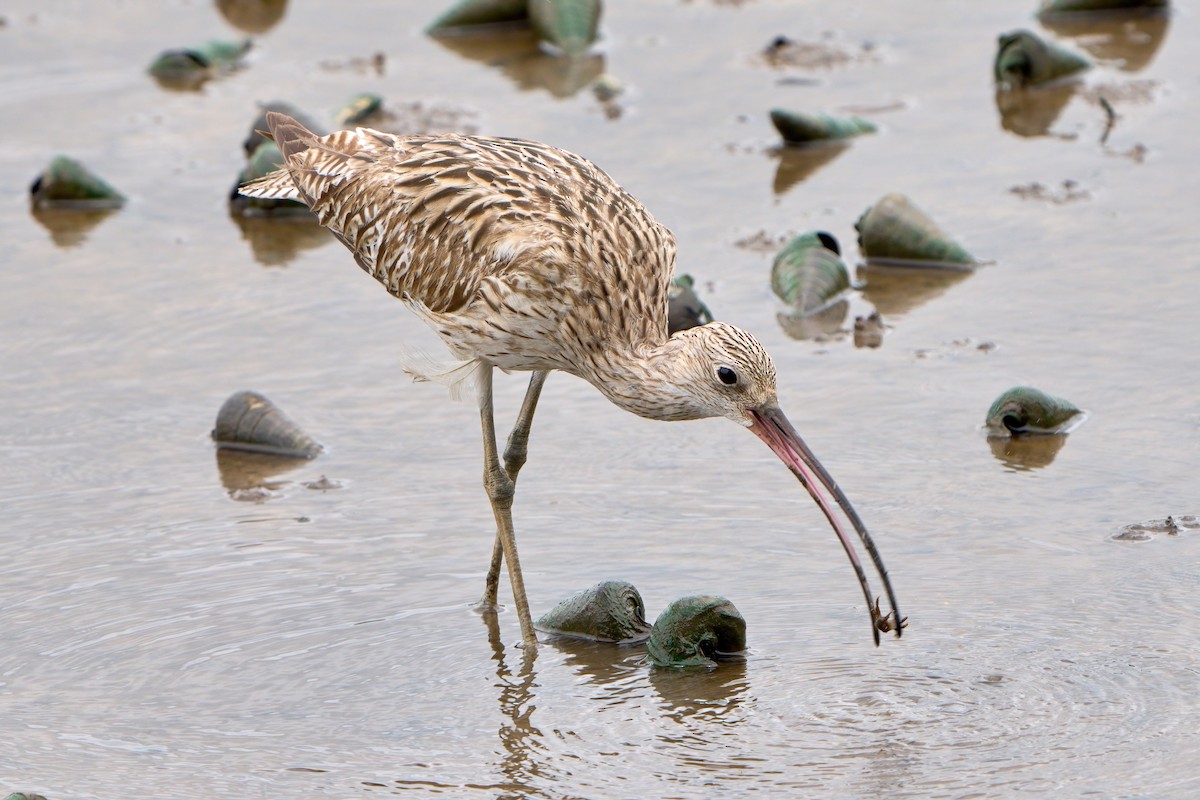 storspove - ML646023436