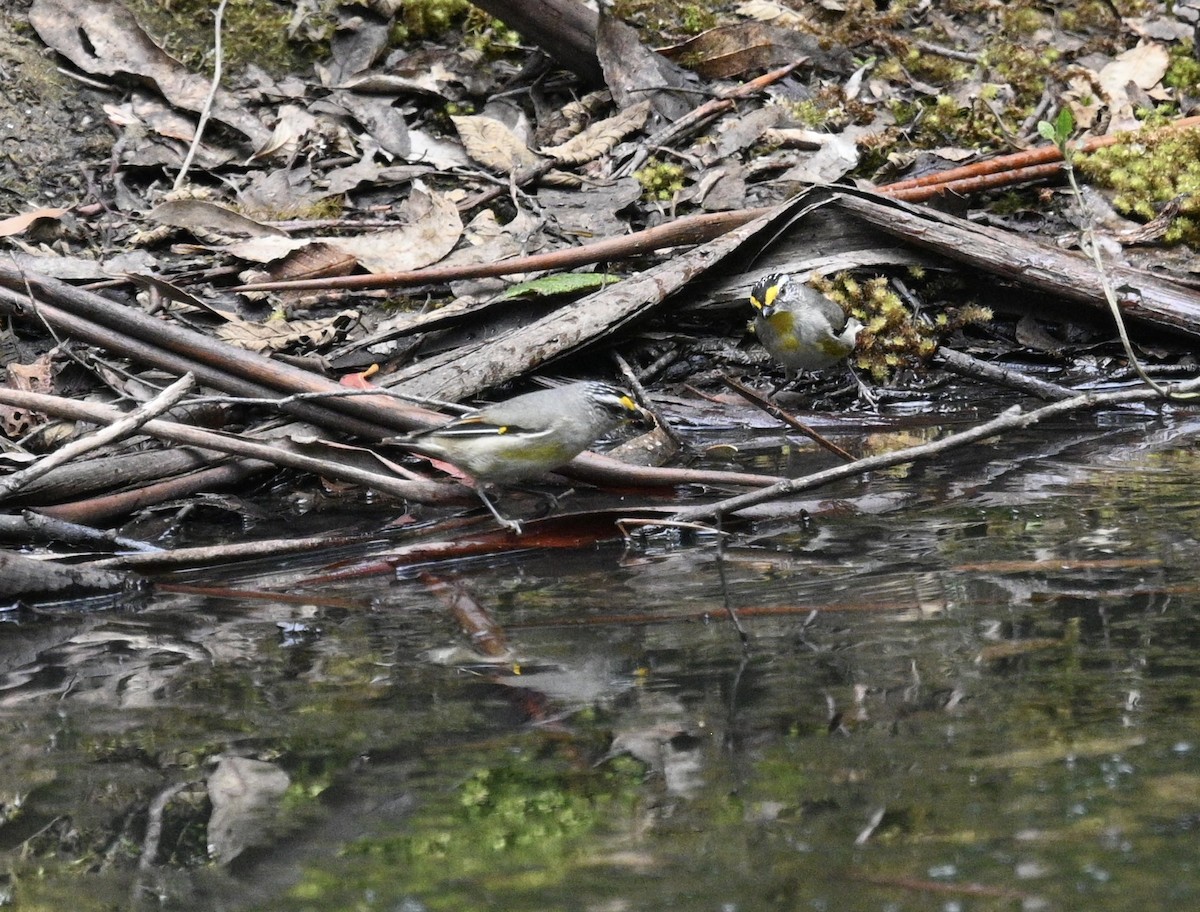 stripediamantfugl - ML646023437