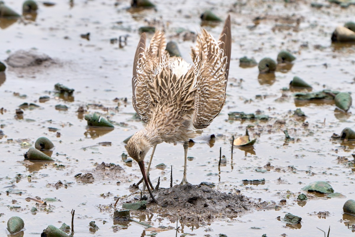 storspove - ML646023438