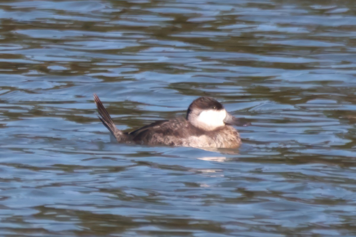 kobberand - ML646023439