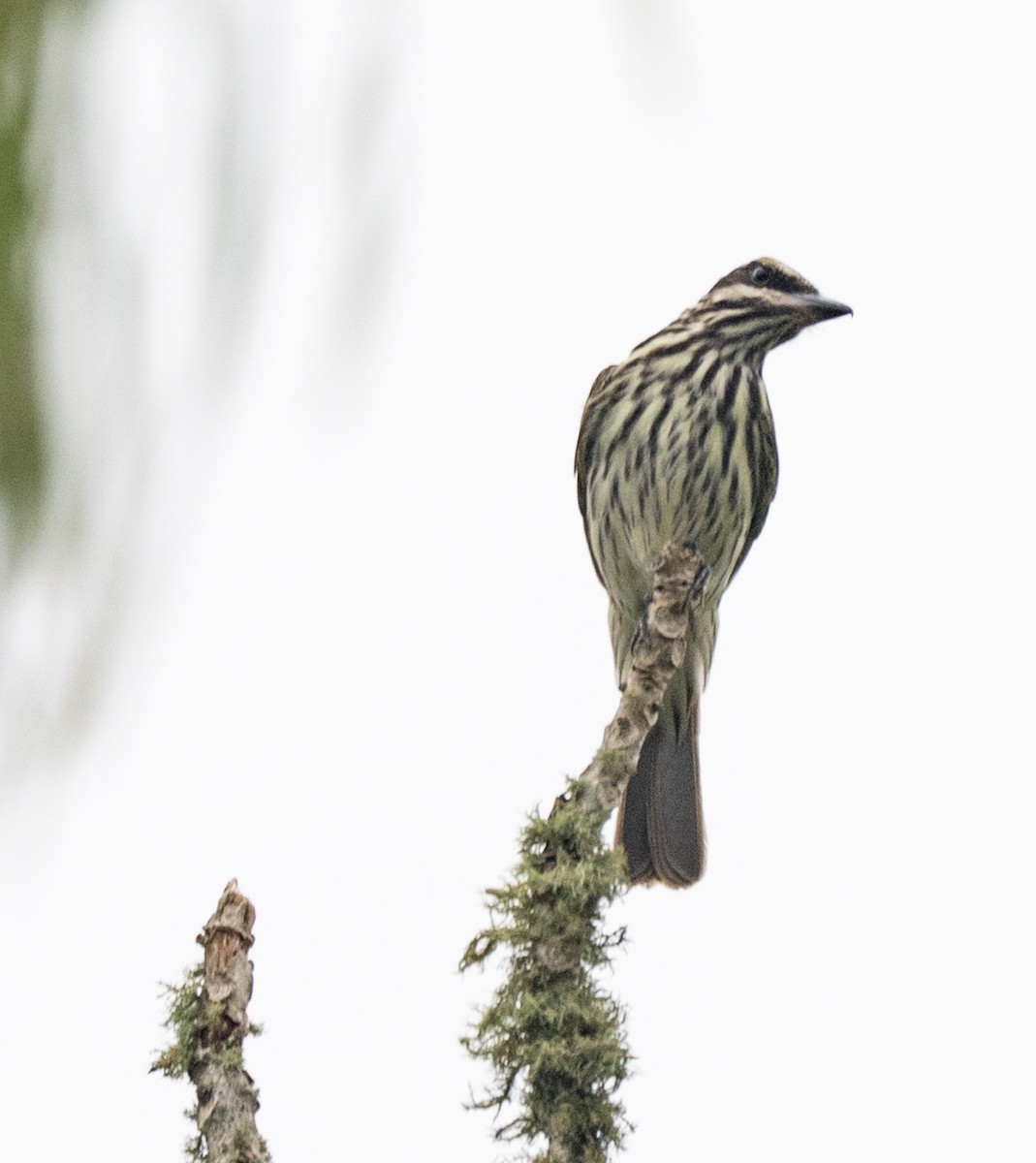 stripetyrann - ML646023440