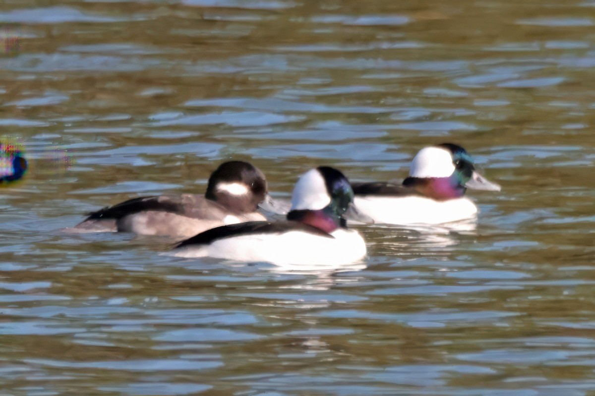 bøffeland - ML646023441