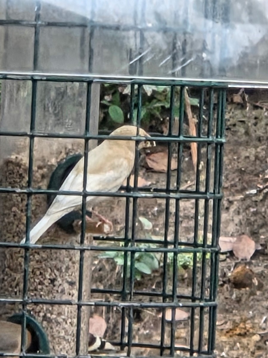 husrosenfink - ML646023442