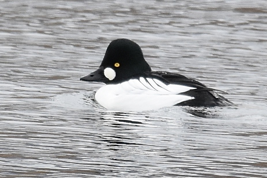 kvinand - ML646023443