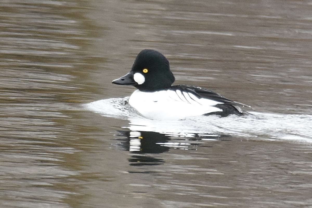 kvinand - ML646023444