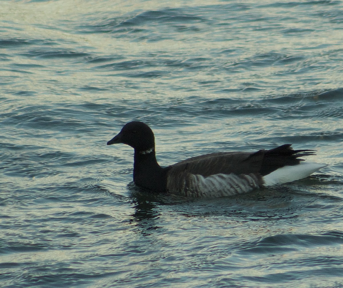 ringgås - ML646023445