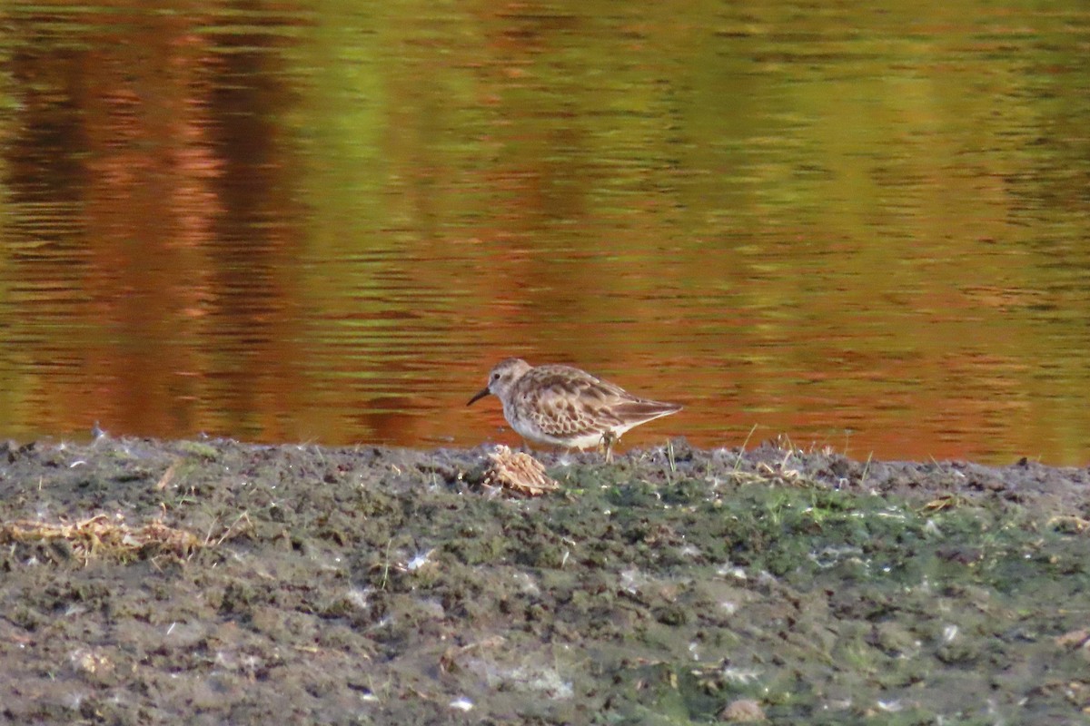 pygmésnipe - ML646023446