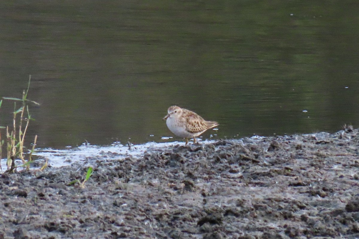 pygmésnipe - ML646023447