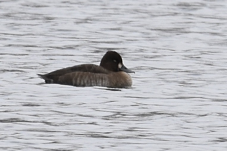 purpurhodeand - ML646023449