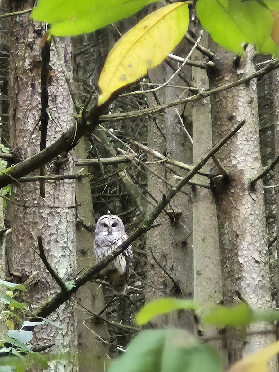 høvdingugle - ML646023451