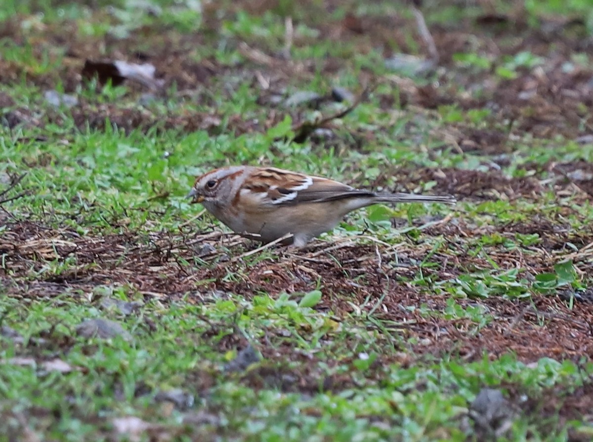 bjørkespurv - ML646023452