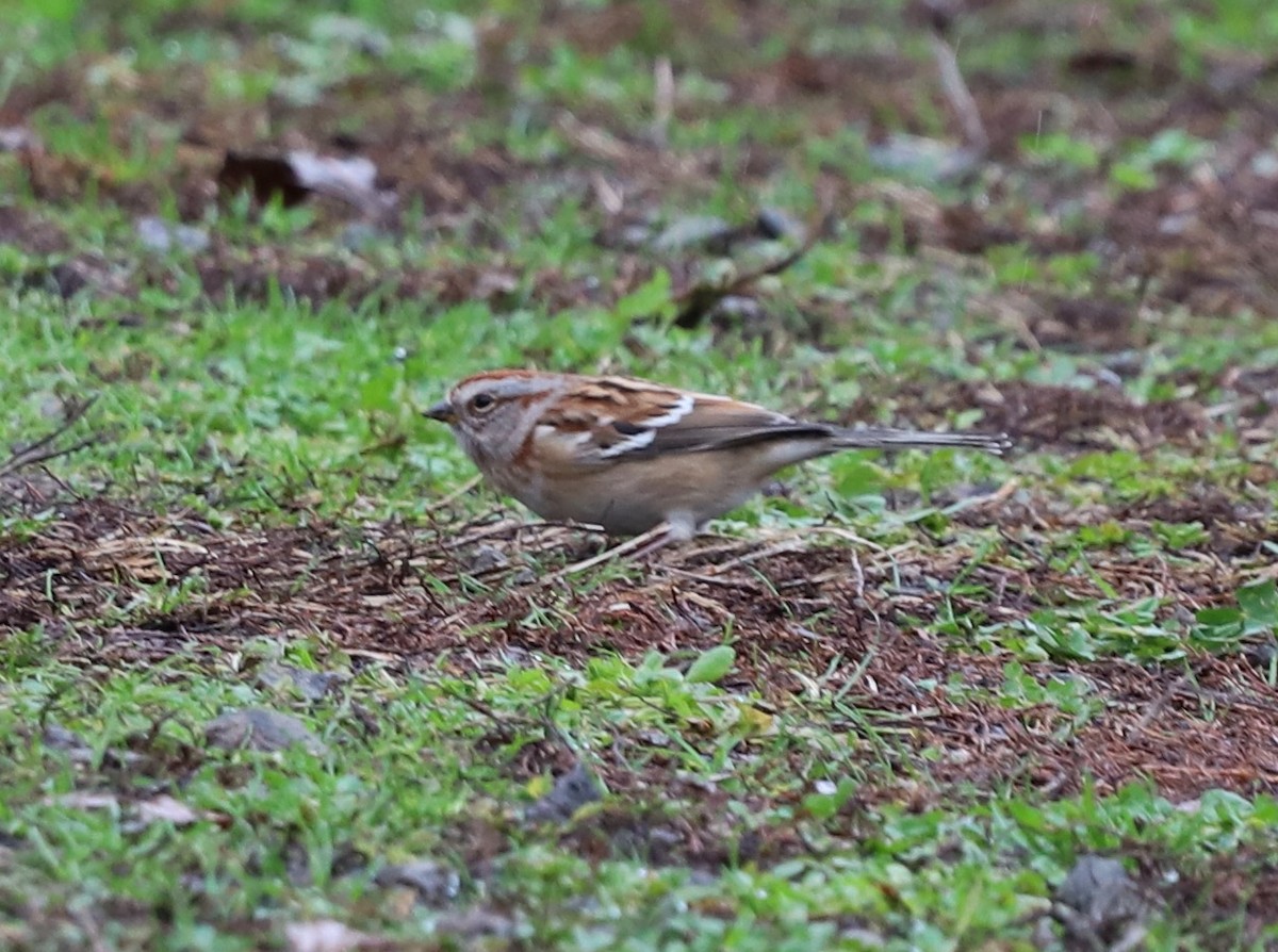 bjørkespurv - ML646023453