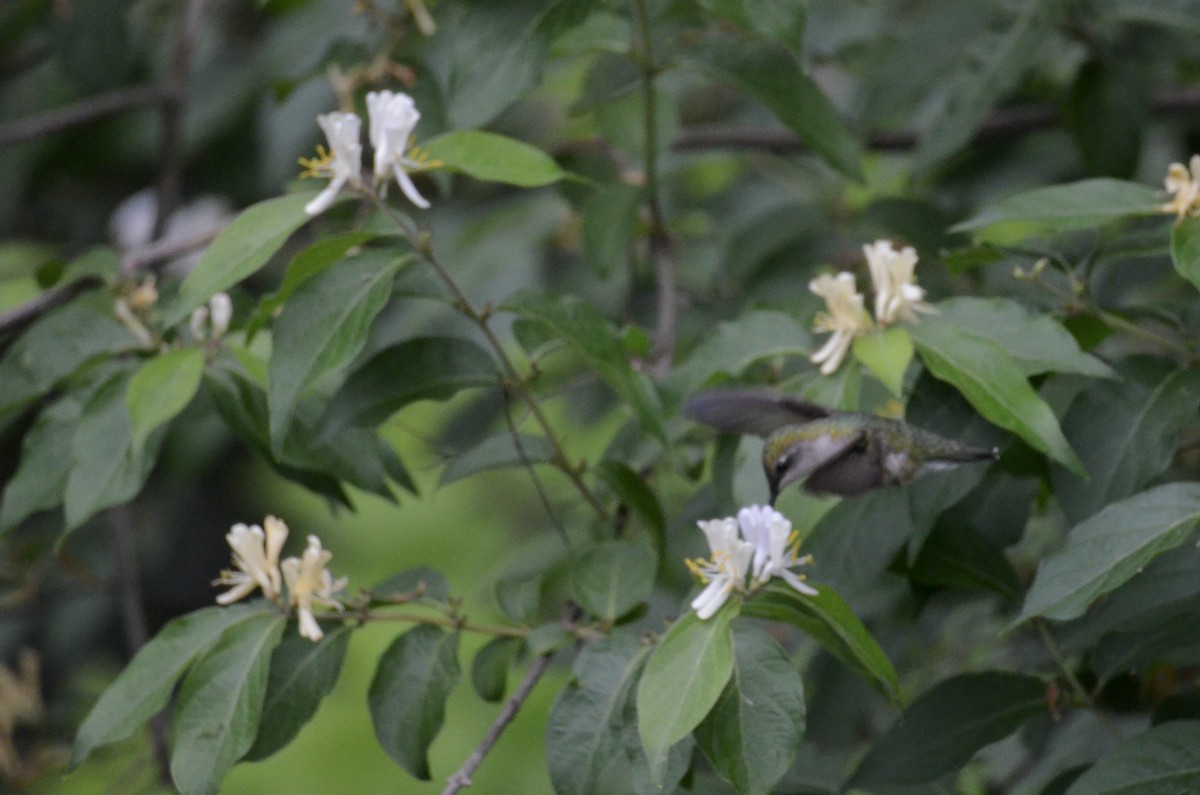 rubinstrupekolibri - ML646023454