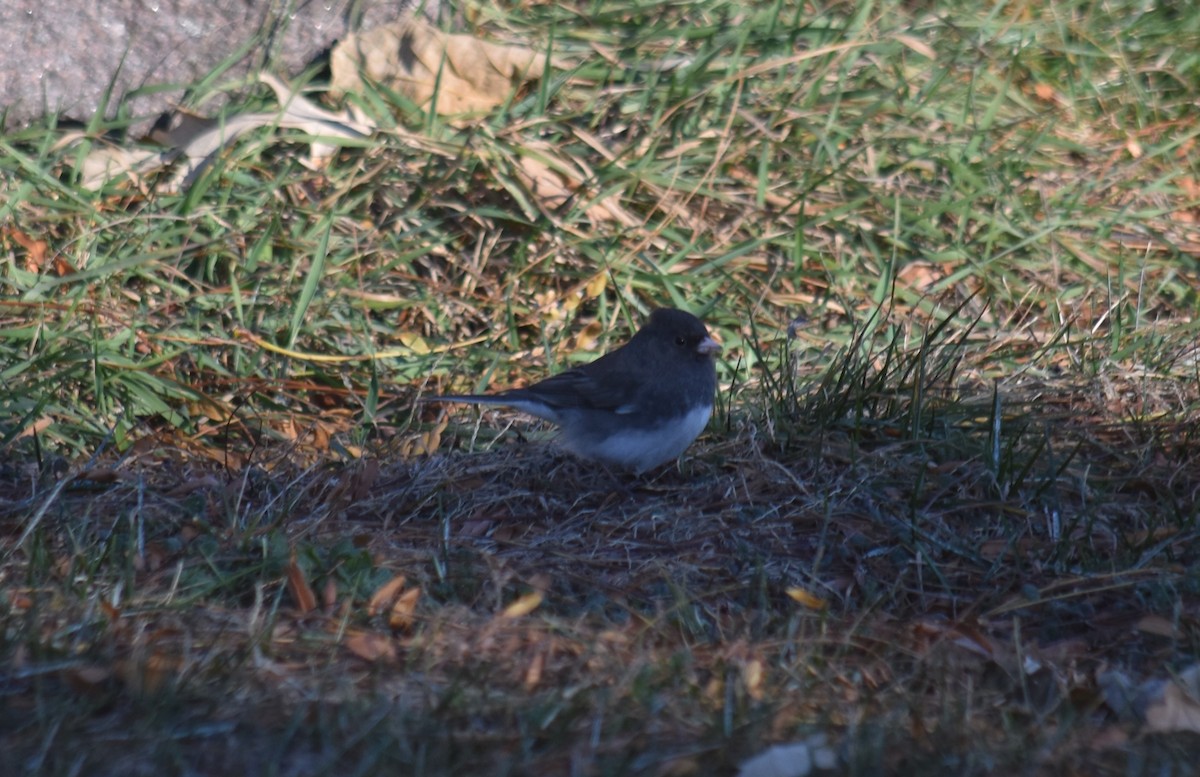 vinterjunko (hyemalis/carolinensis) - ML646023455