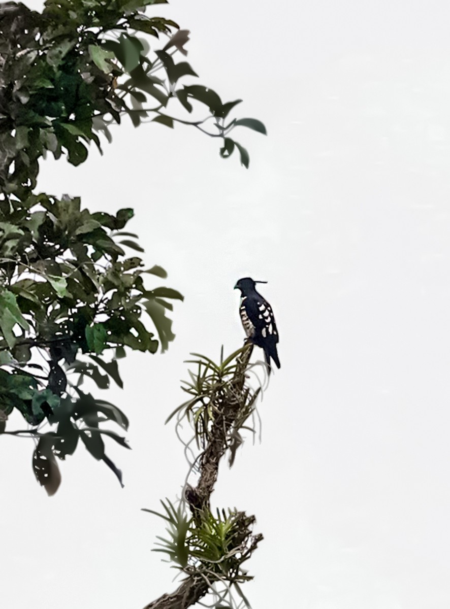 svartbaza - ML646023456