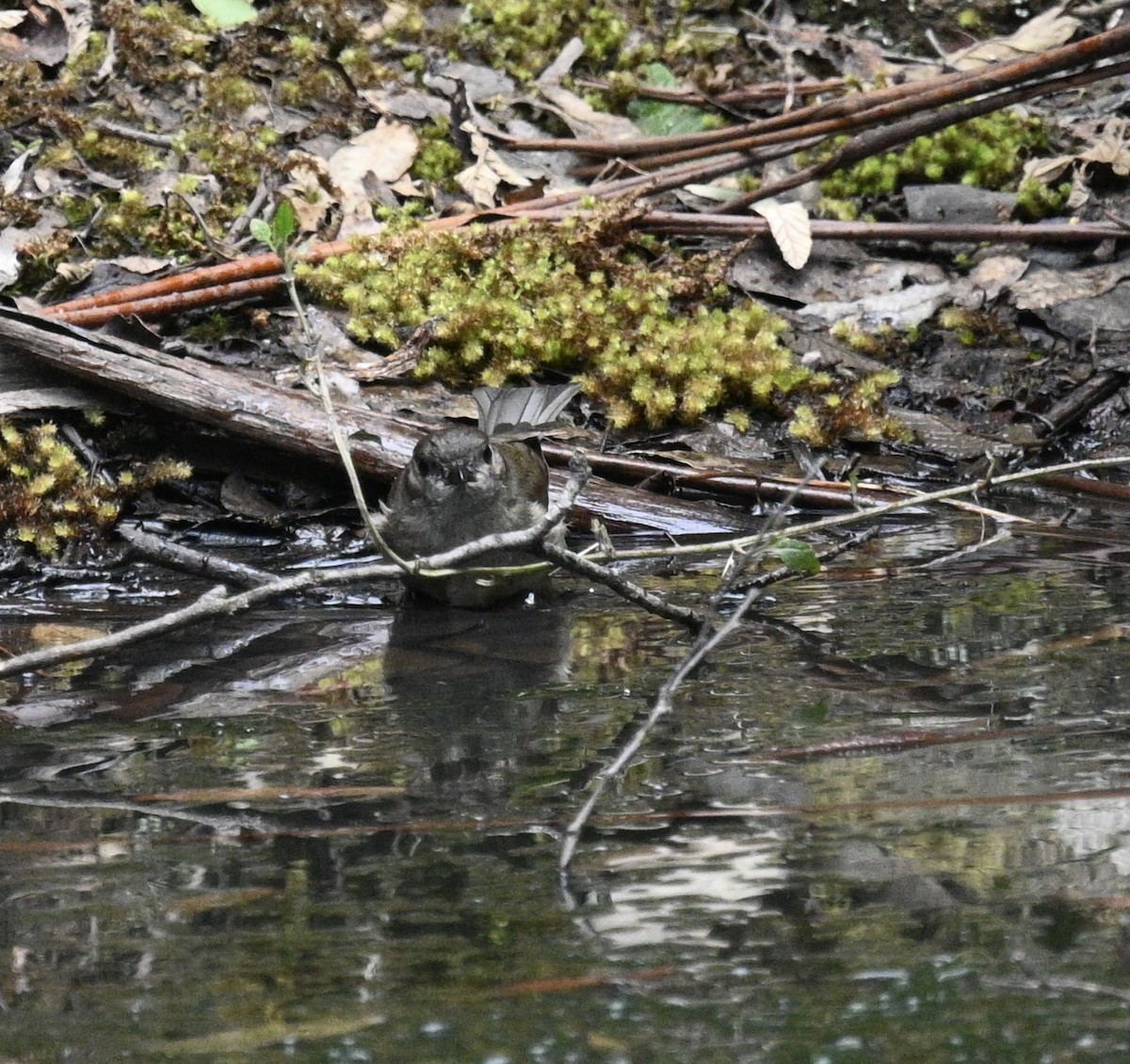 gullplystrer - ML646023459