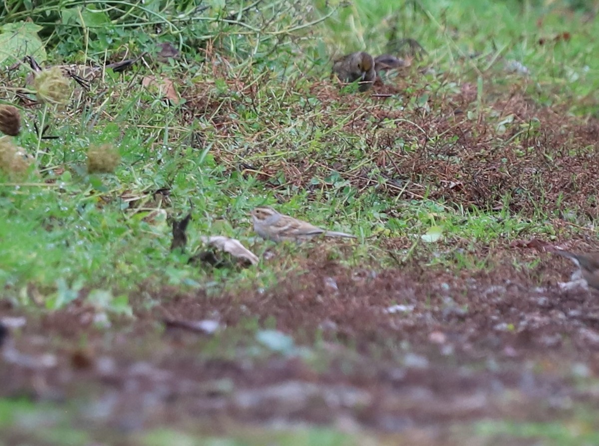 grånakkespurv - ML646023462