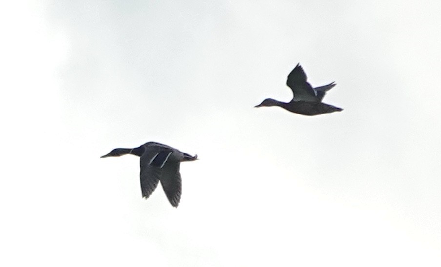 stokkand - ML646023463