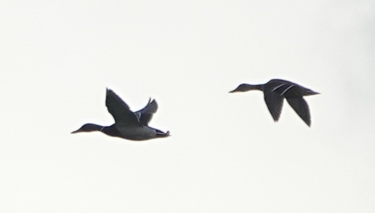 stokkand - ML646023464