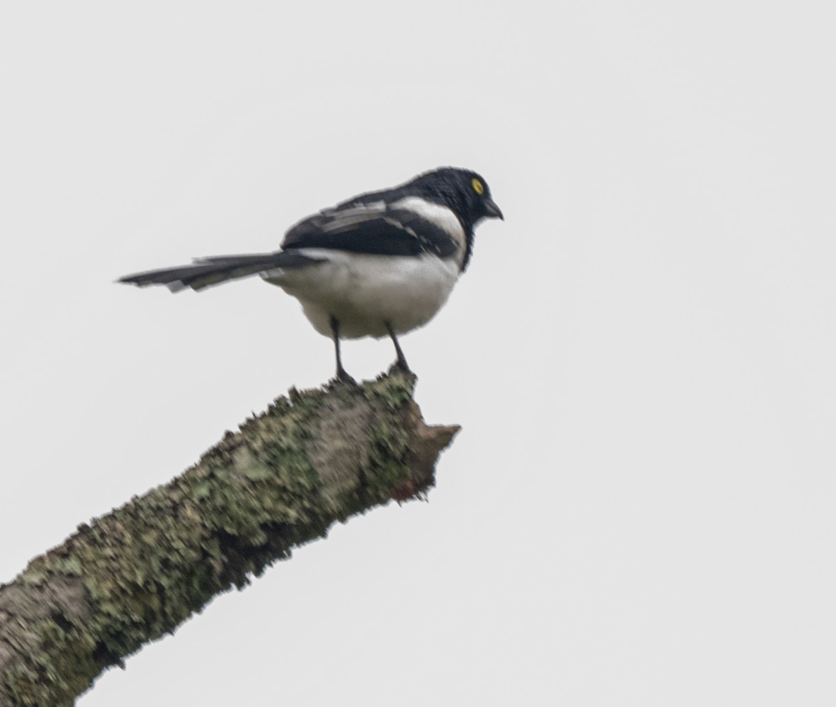 skjæretanagar - ML646023465