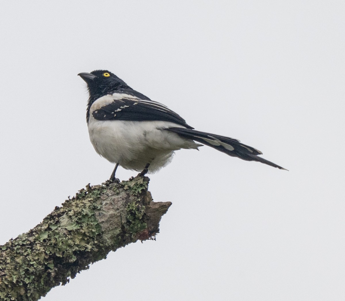 skjæretanagar - ML646023466