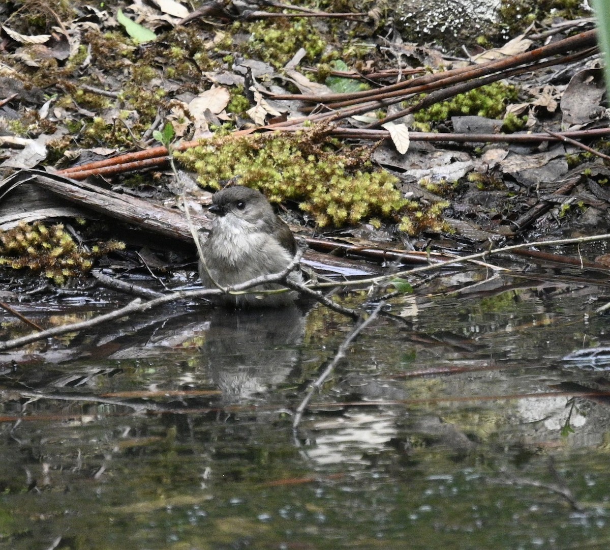 gullplystrer - ML646023467