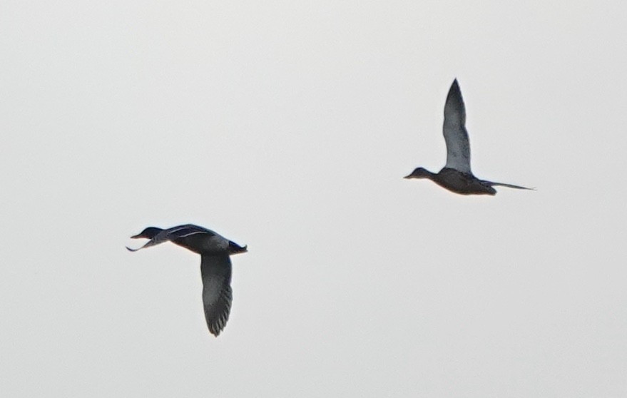 stokkand - ML646023468