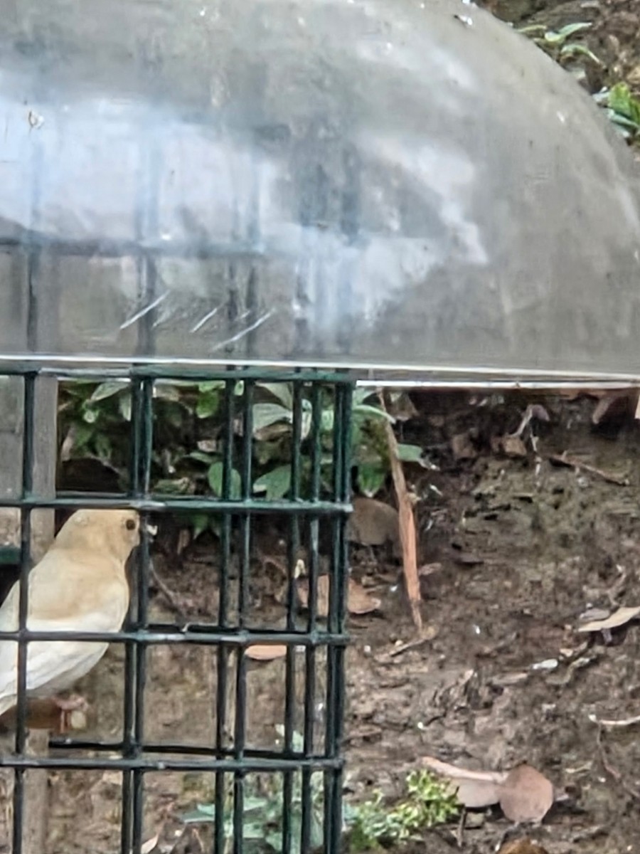 House Finch - ML646023470