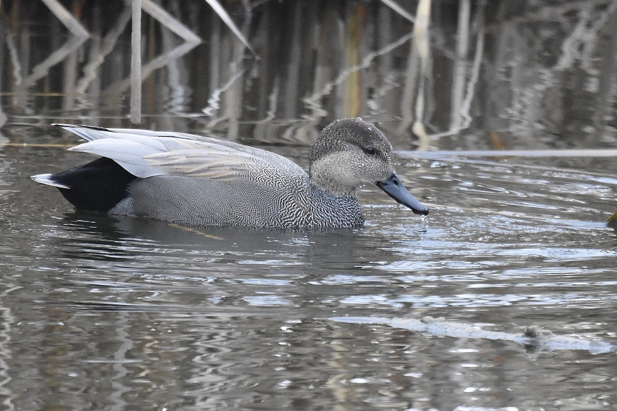 オカヨシガモ - ML646023471