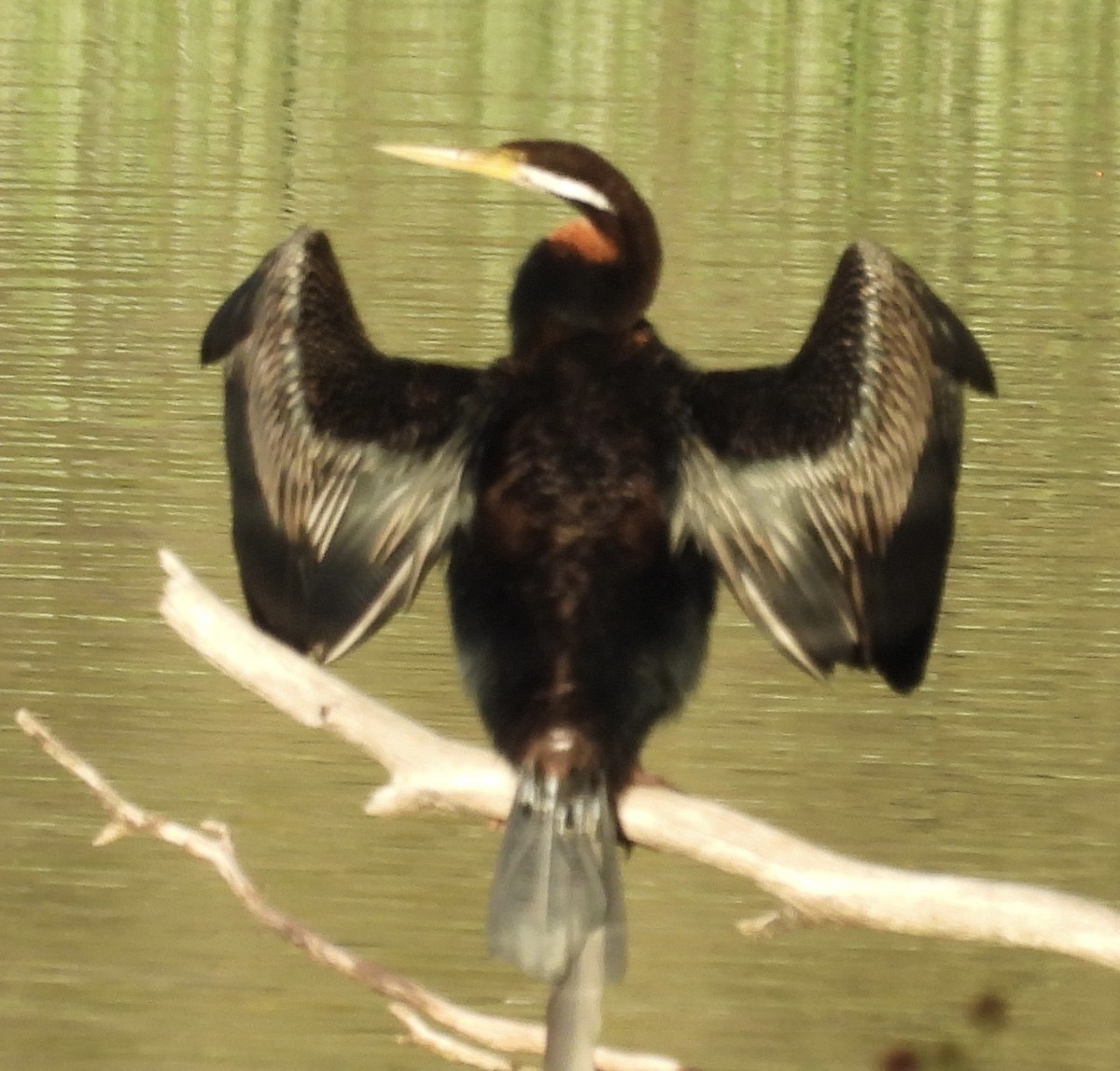 Australasian Darter - ML646023474