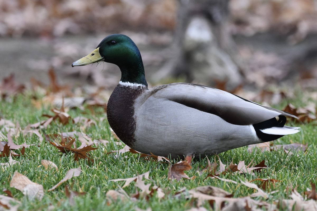 マガモ - ML646023481