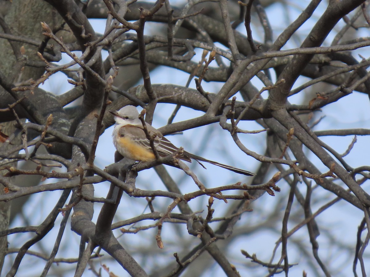 Scissor-tailed Flycatcher - ML646023485