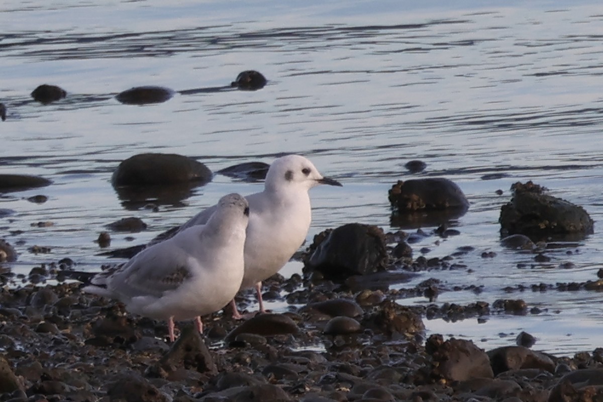 Bonaparte's Gull - ML646023497