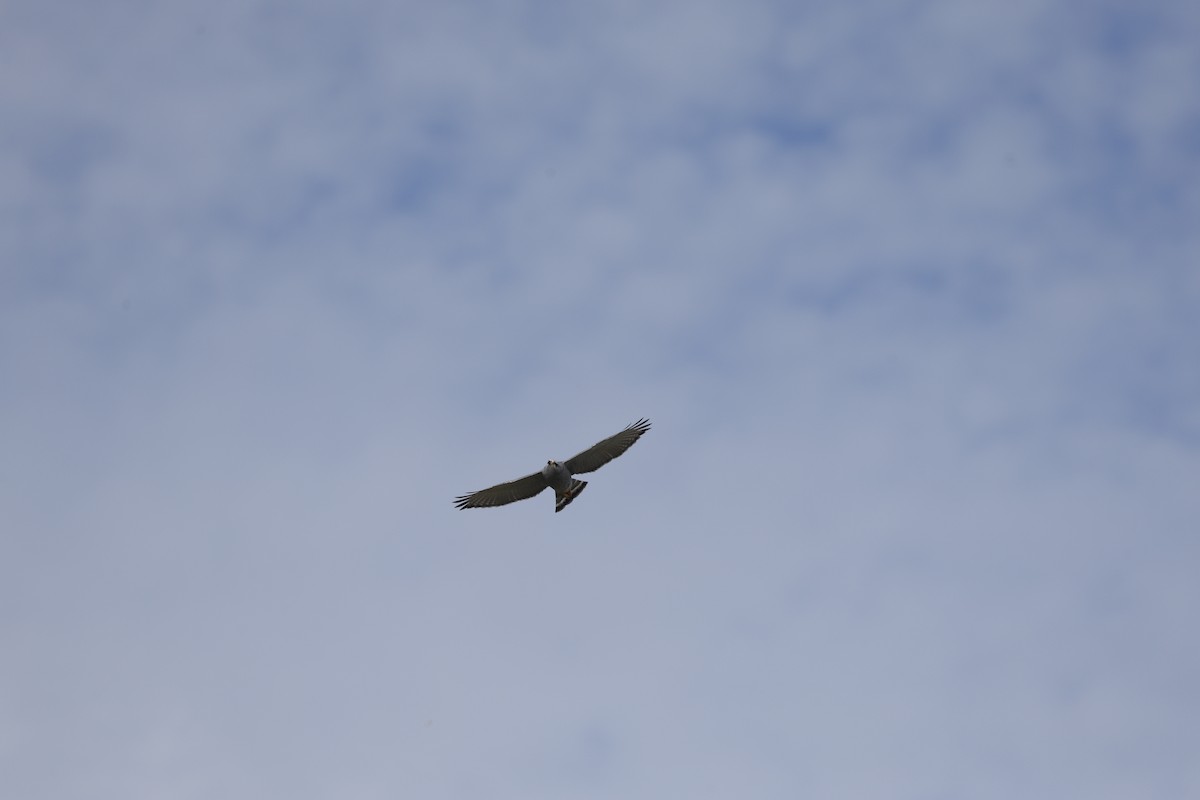 Gray Hawk - ML646023500