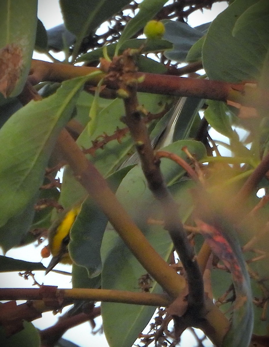 Townsend's Warbler - ML646023505