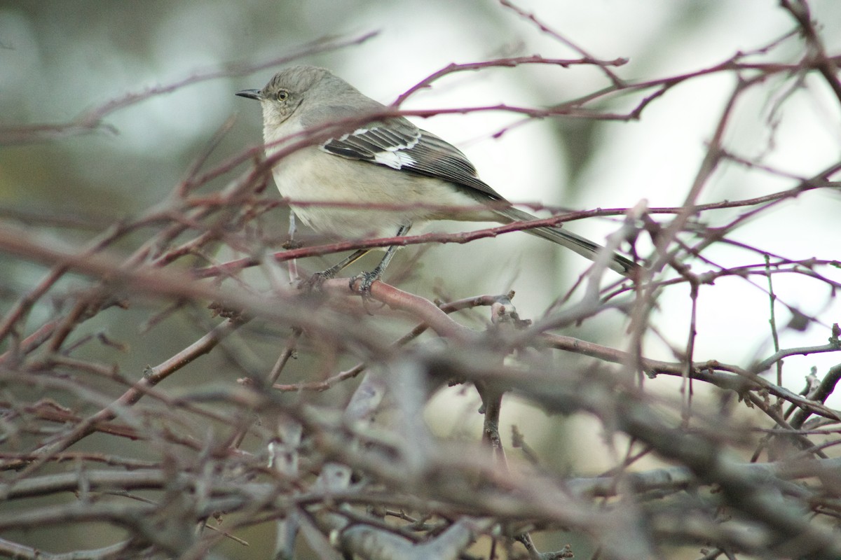 Sinsonte Norteño - ML646023506