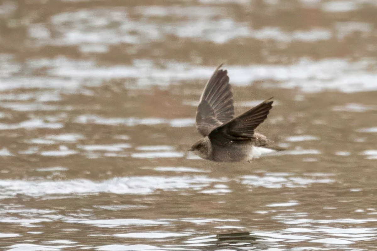 Northern Rough-winged Swallow - ML646023507