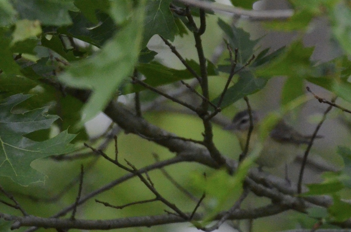 Vireo de Filadelfia - ML646023511