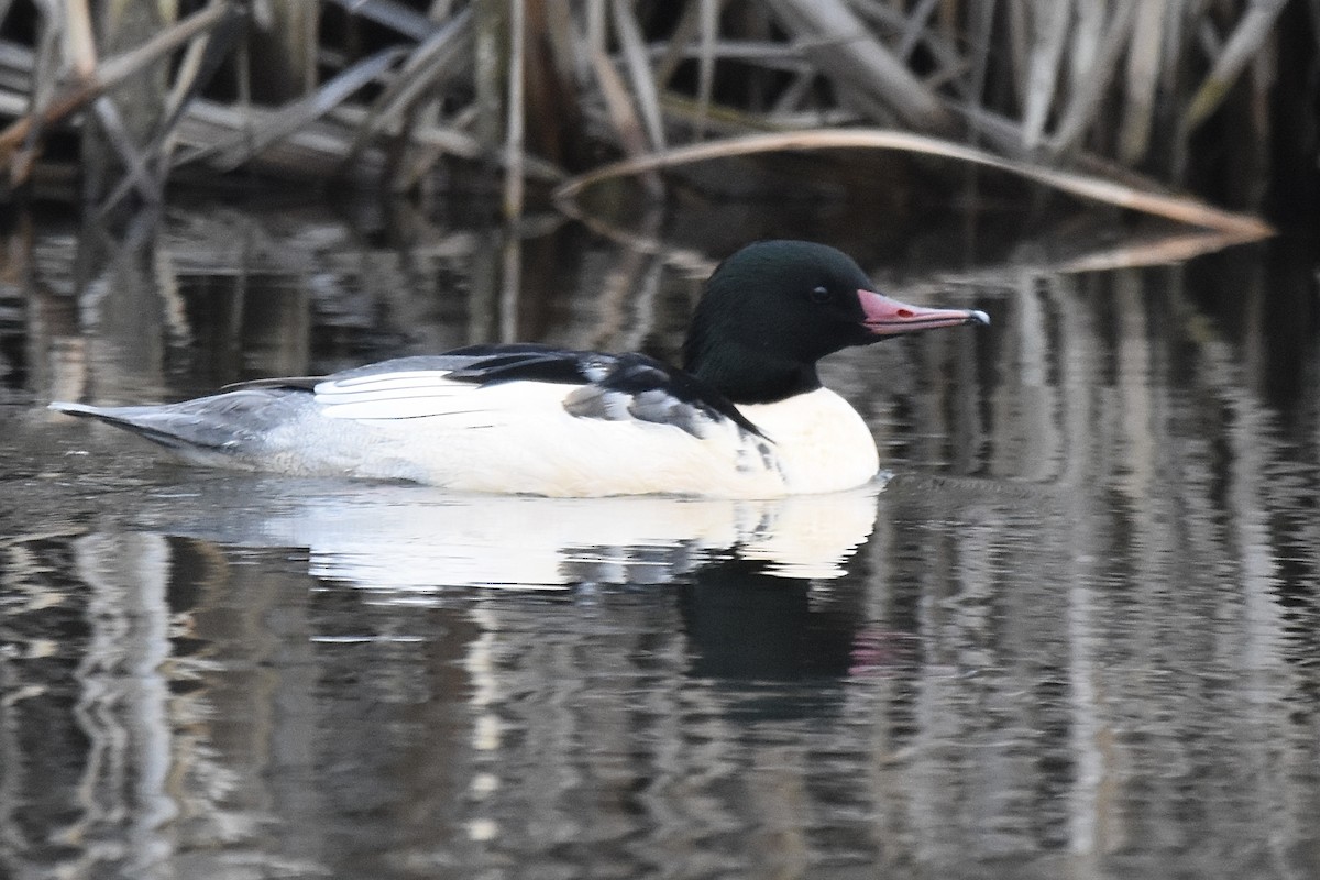 カワアイサ - ML646023518