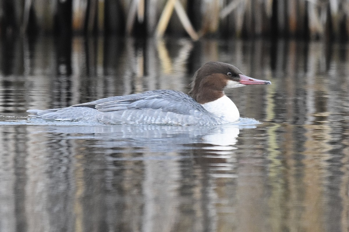 カワアイサ - ML646023519