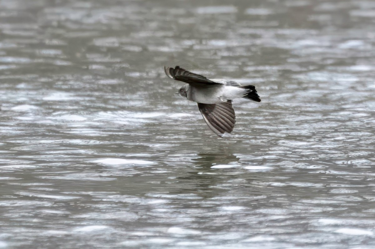 Northern Rough-winged Swallow - ML646023520