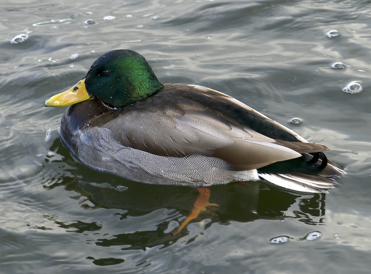 Mallard - ML646023521