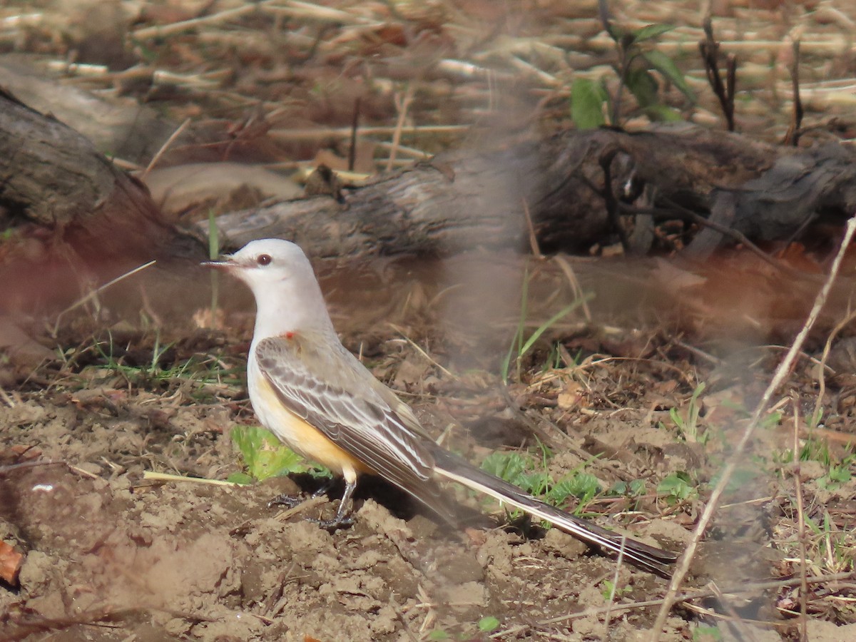 Scissor-tailed Flycatcher - ML646023522